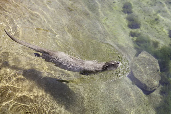 Lontra Poggiata Una Roccia Primo Piano Animale Selvatico Uno Stagno — Foto Stock