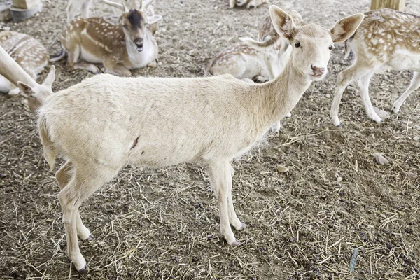 Young Deer Herd Zoo Detail Some Mammals Cage Zoo Animal — Stock Photo, Image