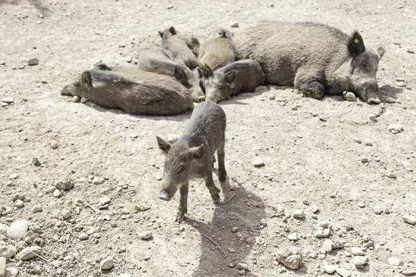 Стадо Диких Свиней Детали Млекопитающих Неволе Животноводство — стоковое фото