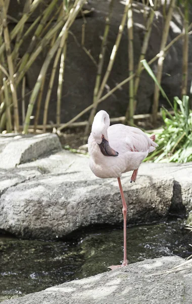 Witte Flamingo Gevangenschap Detail Van Een Exotische Vogel Een Dierentuin — Stockfoto