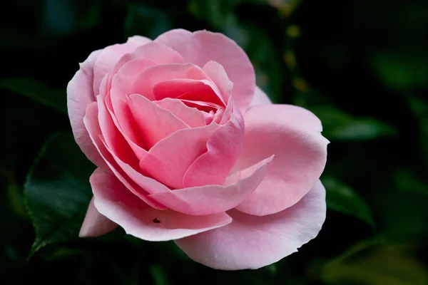 Vackra Blommor Blommigt Koncept Bakgrund — Stockfoto