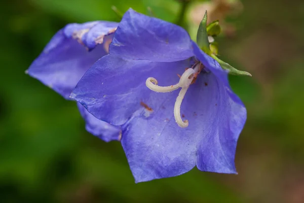 美しい夏の草原の花や植物や葉 — ストック写真