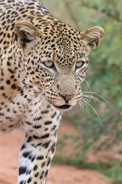 Luipaard Panthera Pardus Tsavo West Nationaal Park Kenya Oost Afrika — Stockfoto