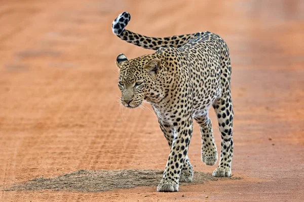 Panthera Pardus Tsavo 동아프리카 — 스톡 사진