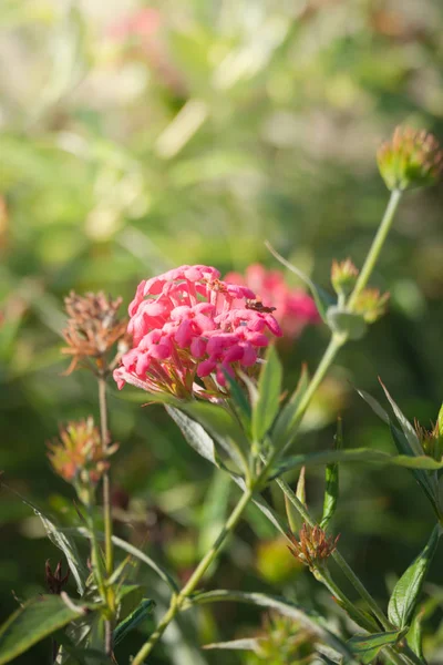 Зображення Тла Барвистих Квітів Фонова Природа — стокове фото