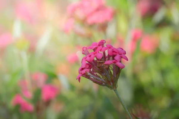 Imagen Fondo Las Flores Colores Naturaleza Fondo —  Fotos de Stock