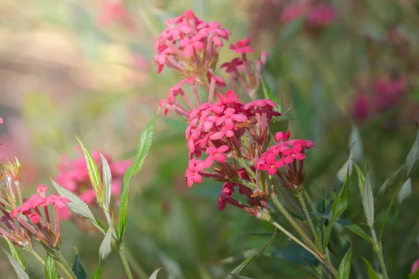 Achtergrond Afbeelding Van Kleurrijke Bloemen Achtergrond Natuur — Stockfoto