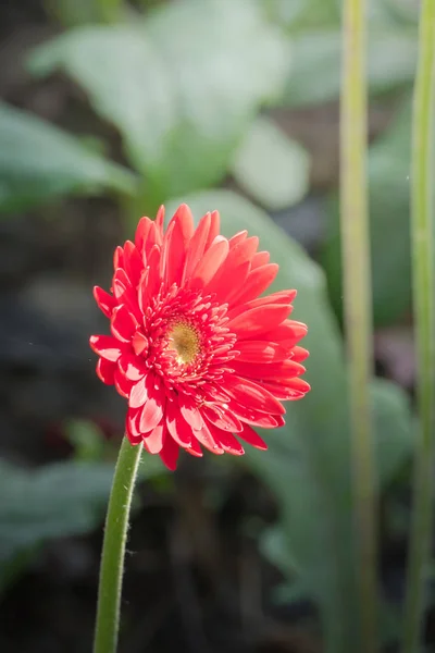 Achtergrond Afbeelding Van Kleurrijke Bloemen Achtergrond Natuur — Stockfoto