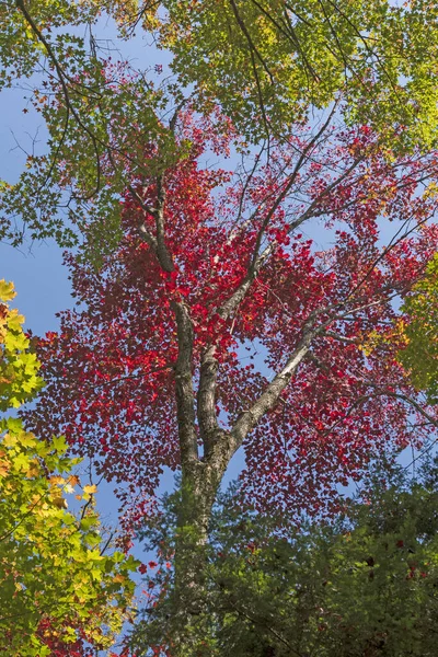 Červené Barvy Lese Podzim Parku Algonquin Provincial Park Ontariu — Stock fotografie