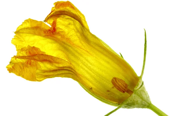 Zobacz Rozcięta Dyni Kwiat Mężczyzna Płatków Stamen Pylników Żarówki Działek — Zdjęcie stockowe