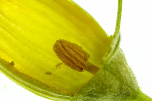 Vue Une Fleur Mâle Citrouille Disséquée Avec Pétales Étamines Anthères — Photo
