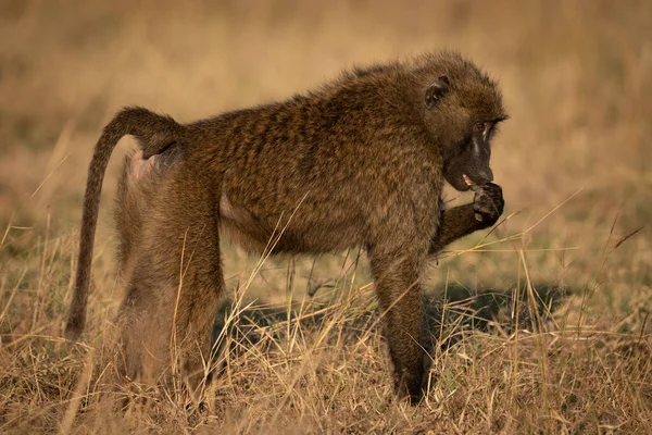 Babuíno Azeitona Está Colocando Pata Boca — Fotografia de Stock