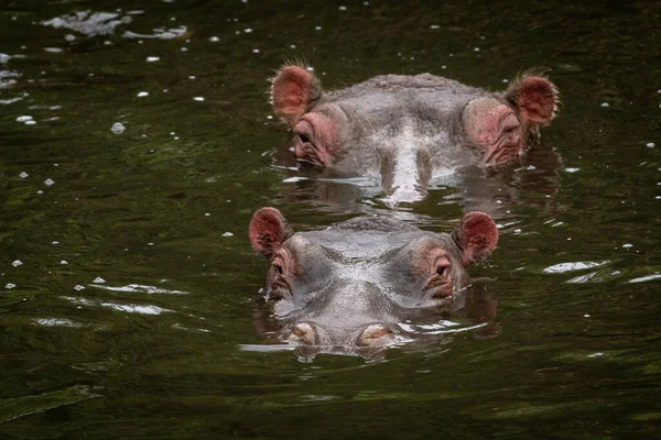 One Hippo Head Another Lake — Stock Photo, Image