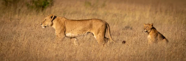 Panorama Lion Standing Another Sitting — Stock Photo, Image