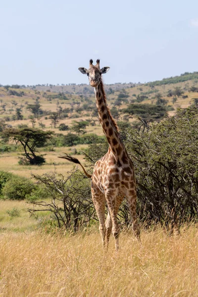 Masai Girafa Balançando Cauda Câmera Frente — Fotografia de Stock