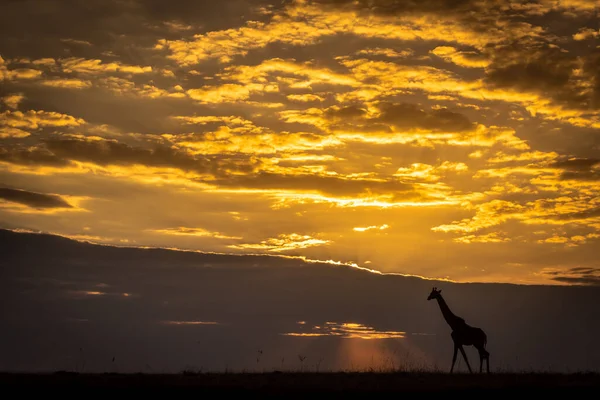Girafe Masai Marche Horizon Coucher Soleil — Photo