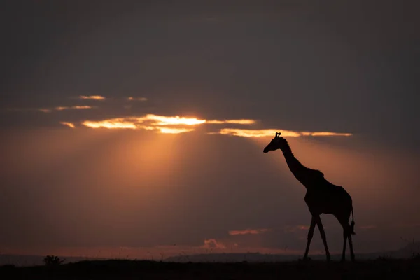 Masajská Žirafa Kráčí Obzoru Při Západu Slunce — Stock fotografie