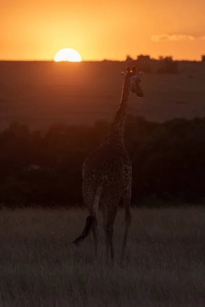 Girafe Masai Dans Herbe Marchant Vers Coucher Soleil — Photo