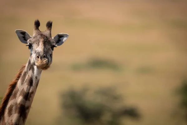 Masai Jirafa Metiendo Cuello Largo Marco — Foto de Stock