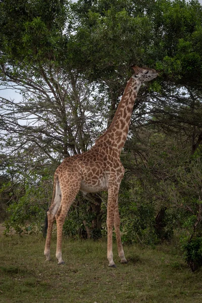 Masai Giraffe Stands Browsing Leaves Tree — Stock Photo, Image