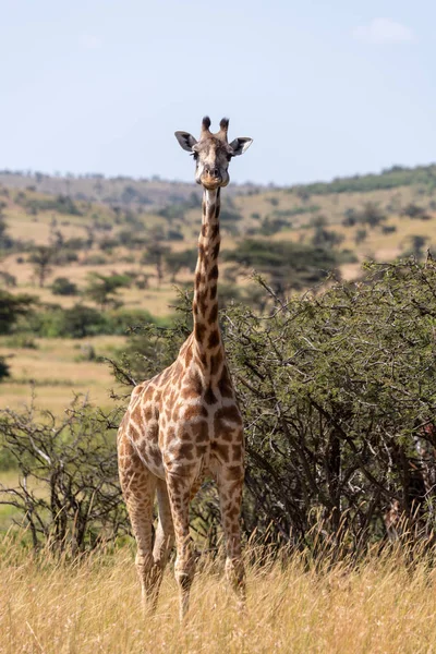 Girafa Masai Entre Espinhos Assobiando Frente Para Câmera — Fotografia de Stock