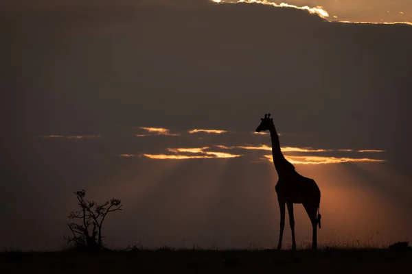 Girafe Masai Coucher Soleil Debout Sur Horizon — Photo