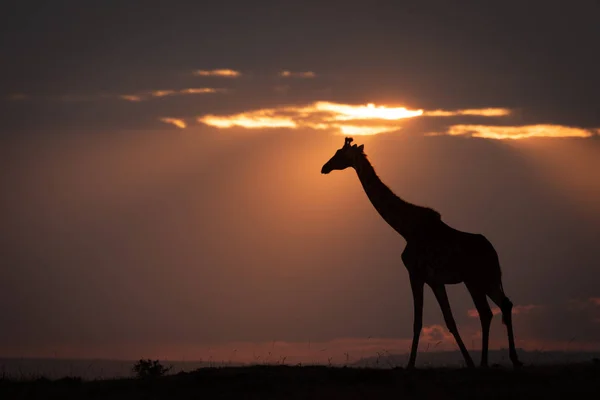 Girafa Masai Pôr Sol Caminhando Longo Horizonte — Fotografia de Stock