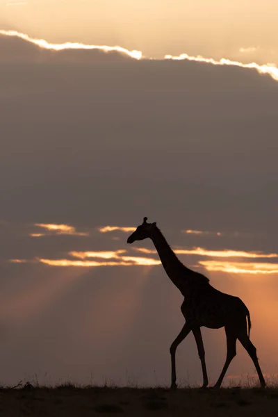 Masai Giraffe Bei Sonnenuntergang Wandert Horizont Entlang — Stockfoto