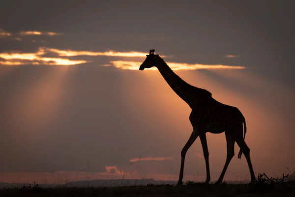 地平線上を歩く夕暮れキリン — ストック写真