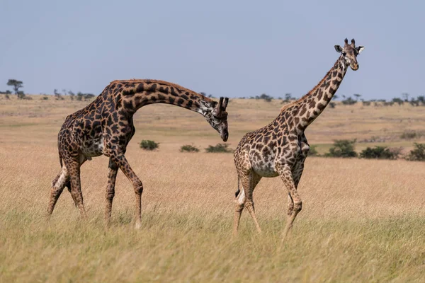 Male Masai Giraffe Bends Sniff Female — Stock Photo, Image