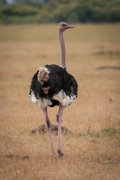 Male Ostrich Walks Away Grassy Plain — Stock Photo, Image