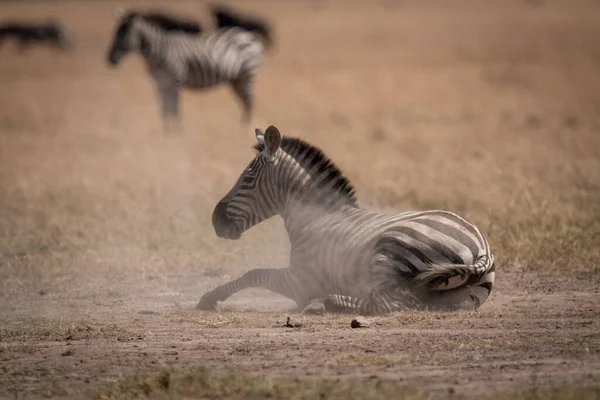 Zebra Planícies Encontra Poeira Savana — Fotografia de Stock