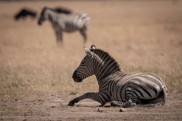 Zebra Planícies Encontra Grama Savana — Fotografia de Stock