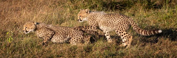 在草地上的两只猎豹幼崽的全景 — 图库照片