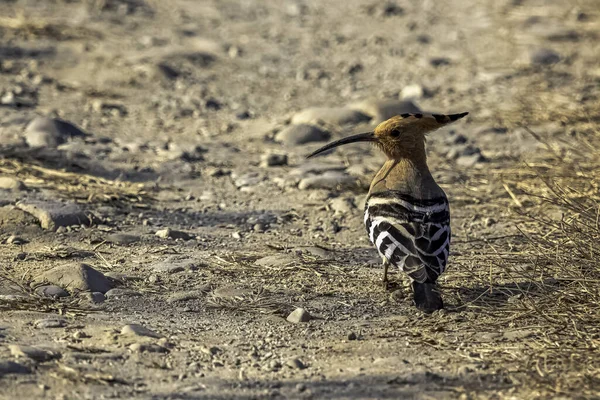 Der Eurasische Wiedehopf Upupa Epops Jim Corbett Nationalpark Indien — Stockfoto