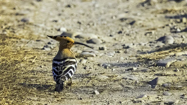 Euroasijský Hoopoe Upupa Epops Národním Parku Jim Corbett Indie — Stock fotografie