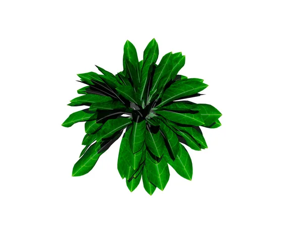 Groene Bladeren Geïsoleerd Witte Achtergrond — Stockfoto
