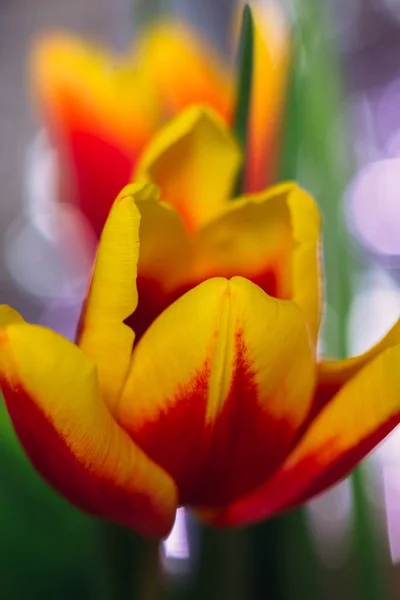 Buquê Tulipas Frescas Close Macro Shot — Fotografia de Stock