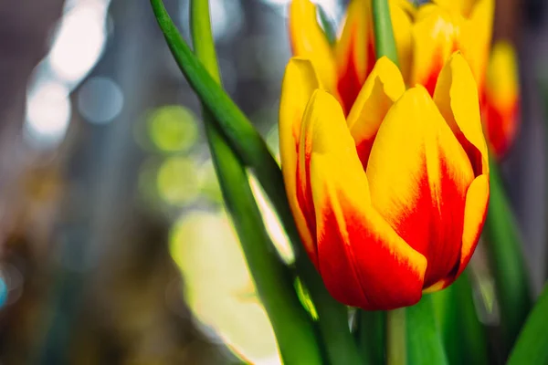 Bouquet Von Frischen Tulpen Nahaufnahme Makroaufnahme — Stockfoto
