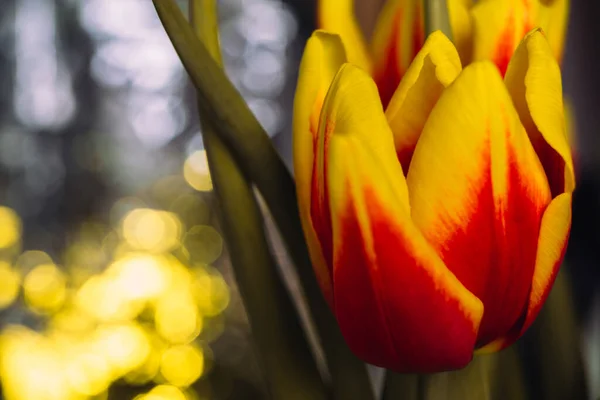 Bouquet Von Frischen Tulpen Nahaufnahme Makroaufnahme — Stockfoto