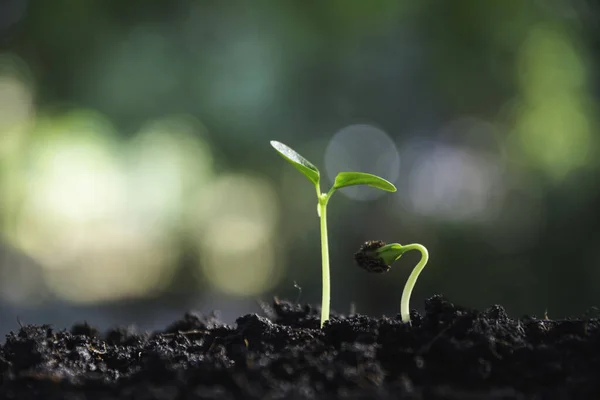 Close Van Groen Kleine Plant Groene Verse Planten Natuur Achtergrond — Stockfoto