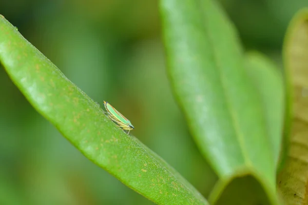 Rhododendron Leafhopper Leaf Garden — Stock Photo, Image