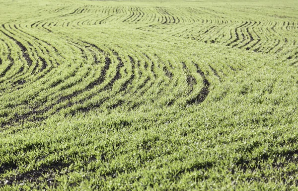 Erba Campo Arata Dettaglio Campo Coltivato Con Erba Verde Cereali — Foto Stock