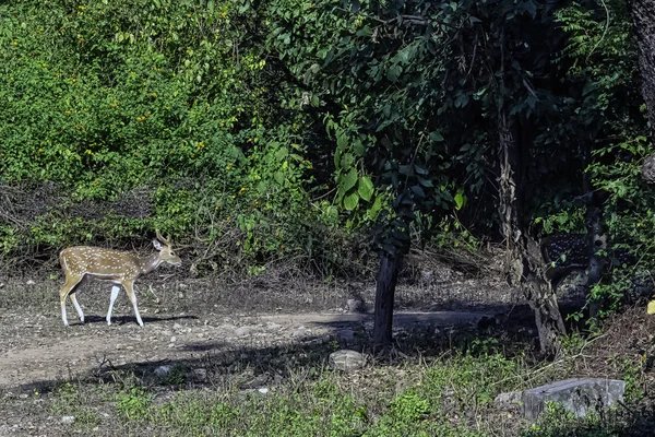 Jovem Chital Cheetal Eixo Eixo Também Conhecido Como Veado Manchado — Fotografia de Stock