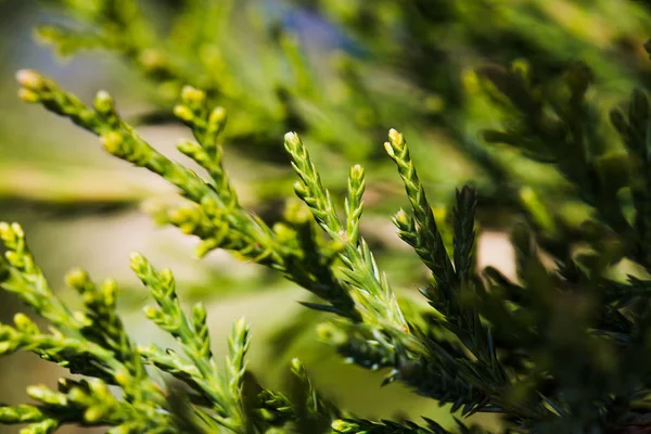 Molti Giovani Rami Verdi Arborvitae Cespuglio Primo Piano — Foto Stock