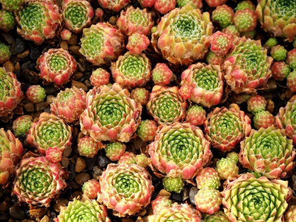 上から見たピンクと緑の放射状の葉を持つ半多肉植物 — ストック写真