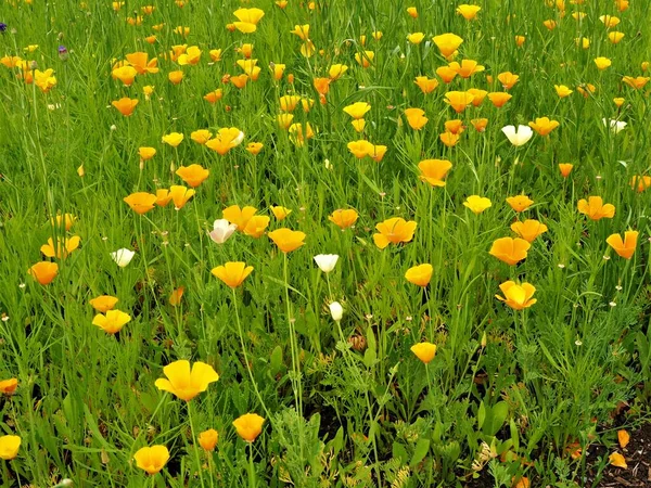 Mexický Zlatý Mák Eschscholzia Californica Mexicana Rostoucí Smíšené Květinové Louce — Stock fotografie