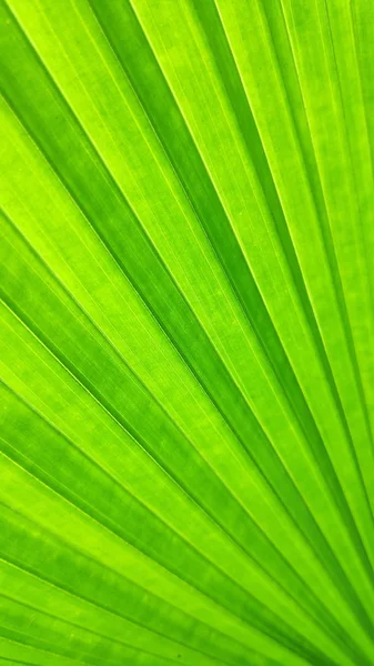 Close Van Groene Blad Van Olifant Fern Plant — Stockfoto