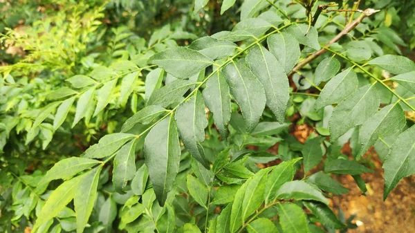 Daun Kari Hijau Segar Pohon — Stok Foto