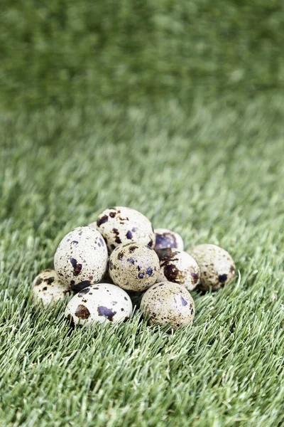 Quail eggs in the grass, detail bird eggs, breeding and animal breeding, food